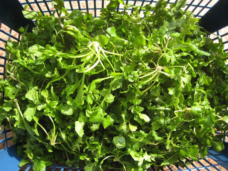 荠菜的功效作用,荠菜的原生图片