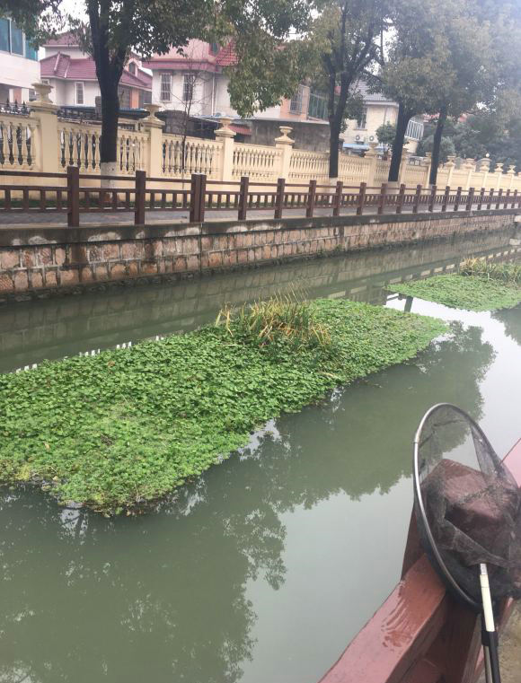 上海哪里放生乌龟最好,上海放生乌龟最好的地方