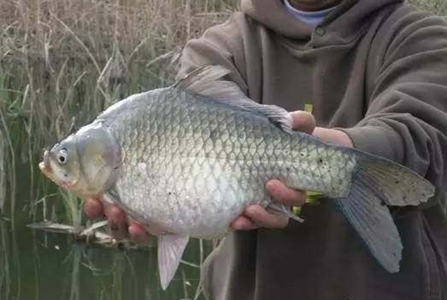 日本假鲫鱼入侵,却成钓友们的美味,一钓就一桶,比土生鲫鱼好吃