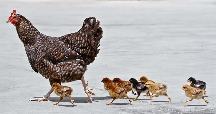 乡土散文：孵小鸡