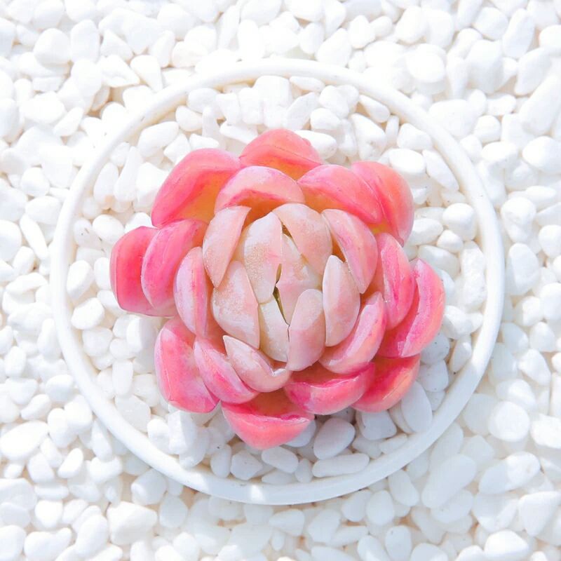 夏天养多肉可不可以晒一天休一天,冰梅多肉不繁殖会死吗