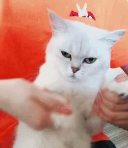 春天里，猫咪需要“三防一管”