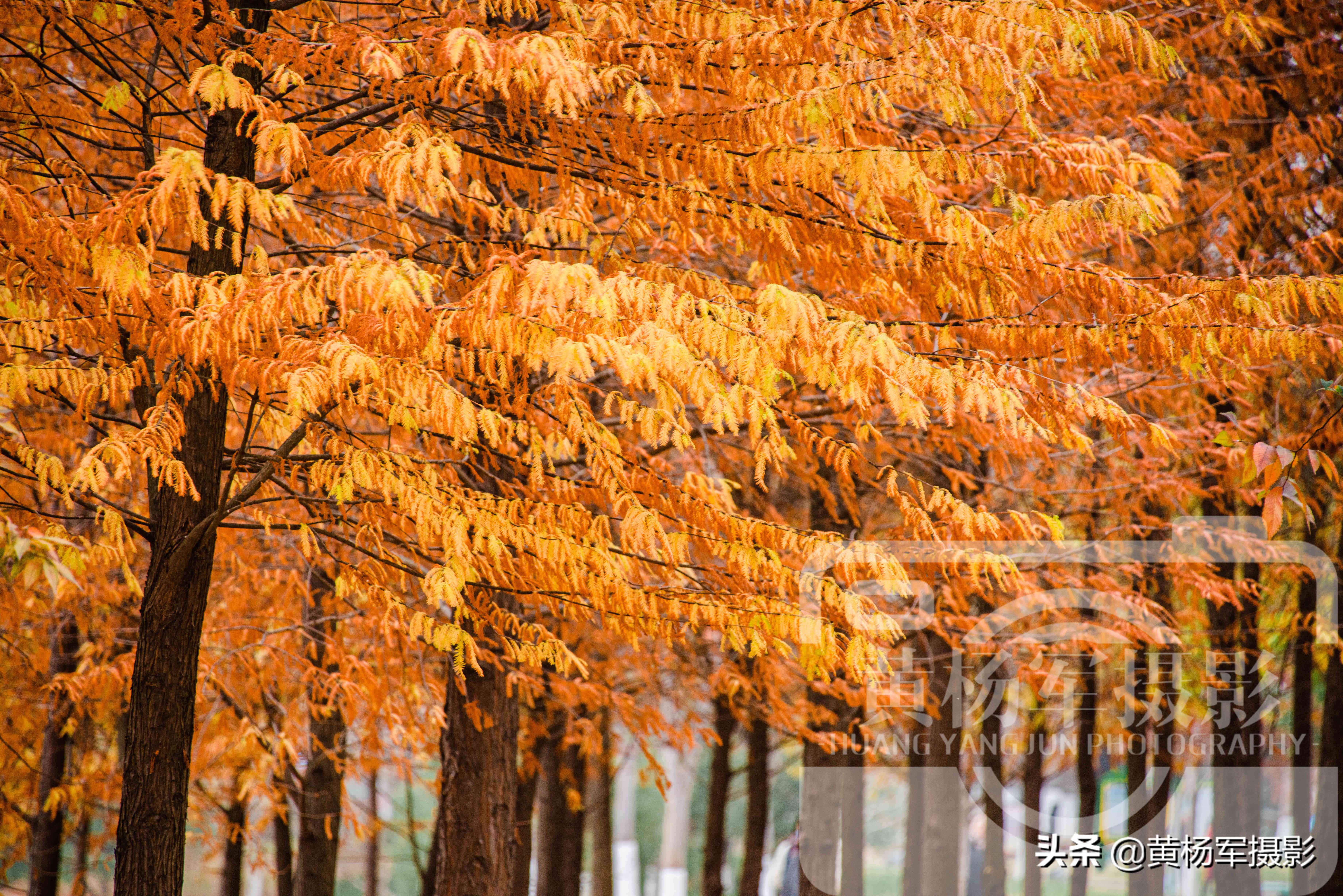 水杉里的活化石,最美的水杉树