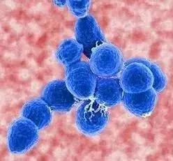 这个病进入高发期家长千万要注意,最近东莞有什么疾病高发