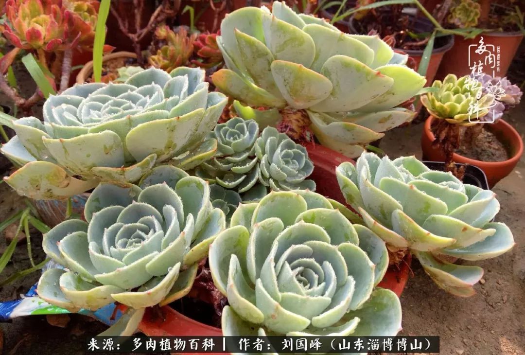 多肉安全度夏技巧,多肉如何度夏教学