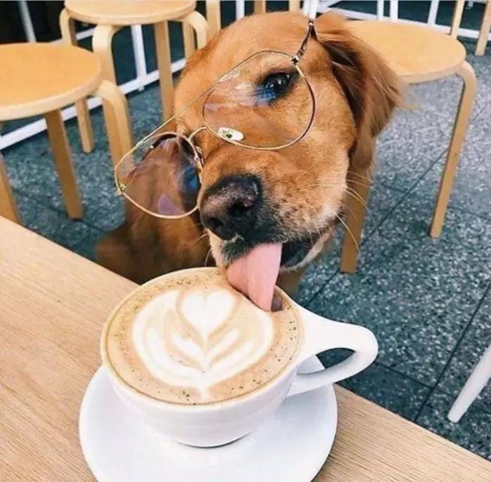 宠物能喝纯牛奶吗,宠物能喝白酒吗