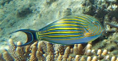 十大最好看的观赏鱼图片大全,十种最漂亮的观赏鱼图片