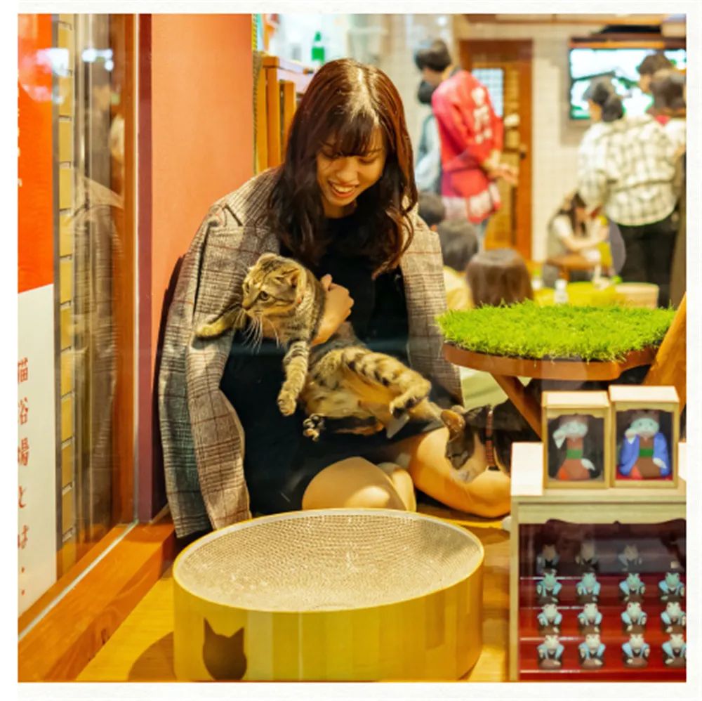 猫咖是不是会收留真猫咪打工,猫咪去猫咖打工是真的吗