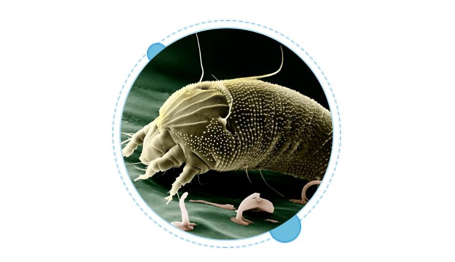 防止毒虫叮咬的最好方法,毒虫叮咬后的救命方法