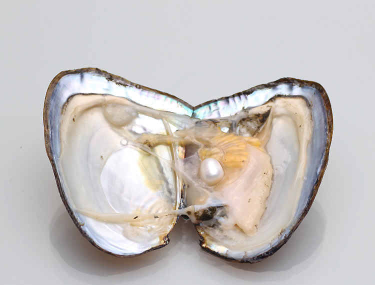 水里没有小杂鱼正常吗,水里没有食物鱼吃什么