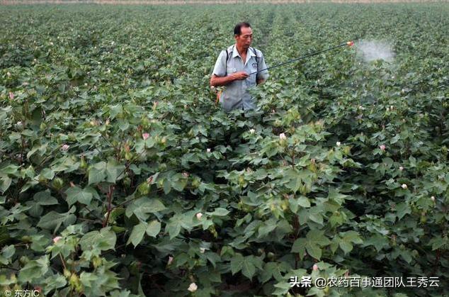 黑星病及褐斑病如何防治,苹果褐斑病黑星病怎样治