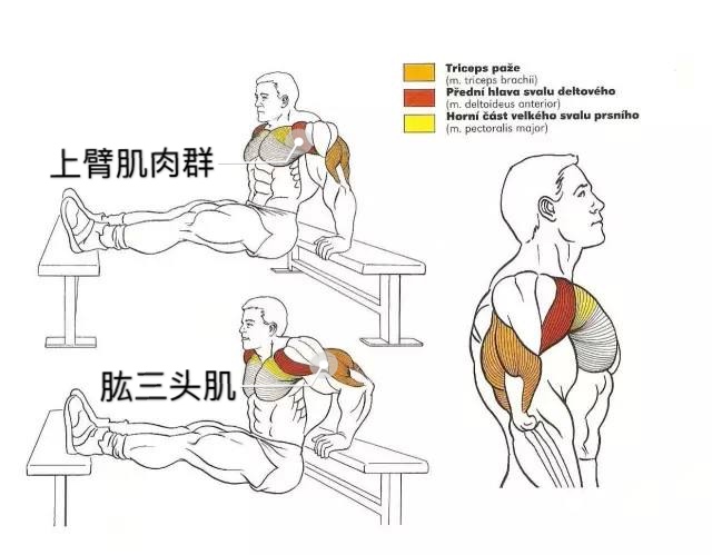 紧致蝴蝶臂的最快方法,紧致蝴蝶臂