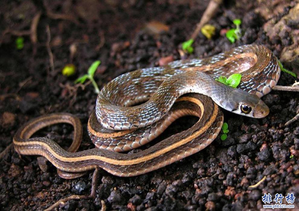 中国古代八大惊天骗术,中国十大诡异传说