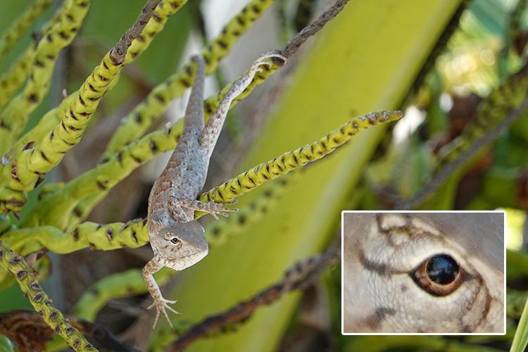 索尼黑卡7代拍摄体会,索尼黑卡7拍香港