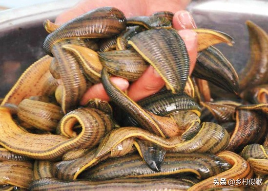 为什么蚂蟥被人们称为水中软黄金,农村里的蚂蝗长啥样