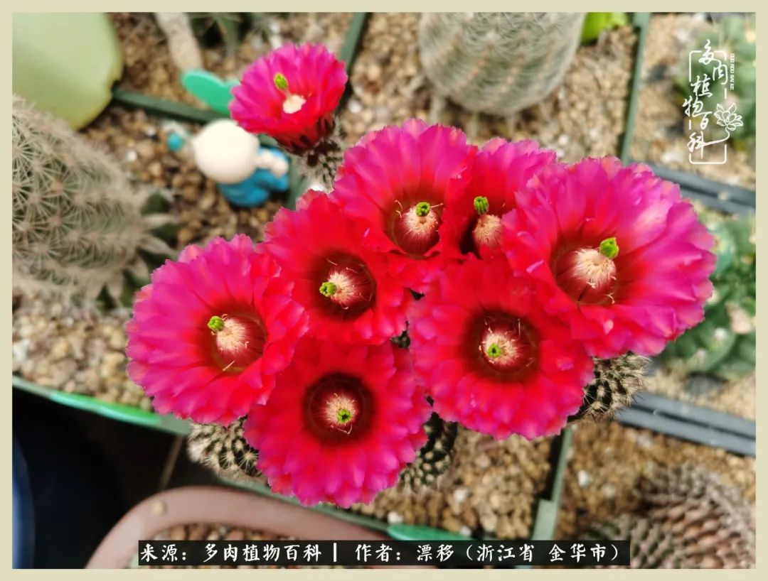 仙人球开花并散发着香味,仙人球花盛开吐露芬芳