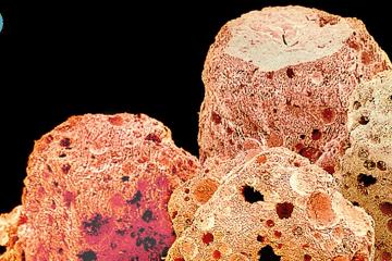 暑假孩子玩手机不如打篮球吧,儿童显微镜放大蚂蚁120倍