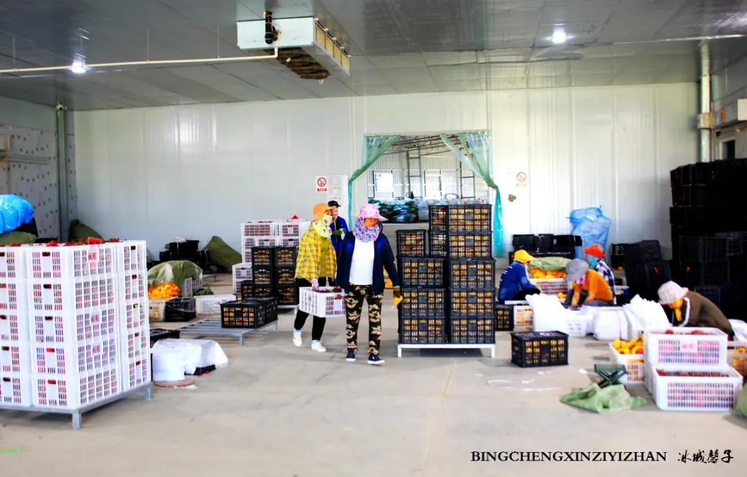 附近的火龙果采摘园海南,海南火龙果采摘