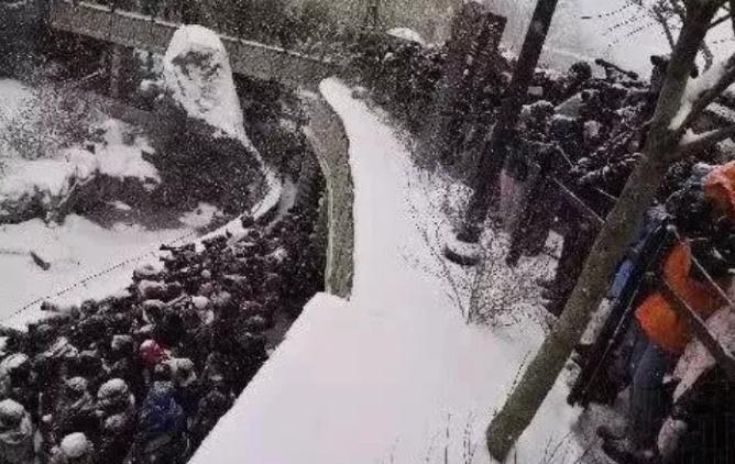 外国人为什么这么喜欢大熊猫呢,外国人究竟有多爱大熊猫