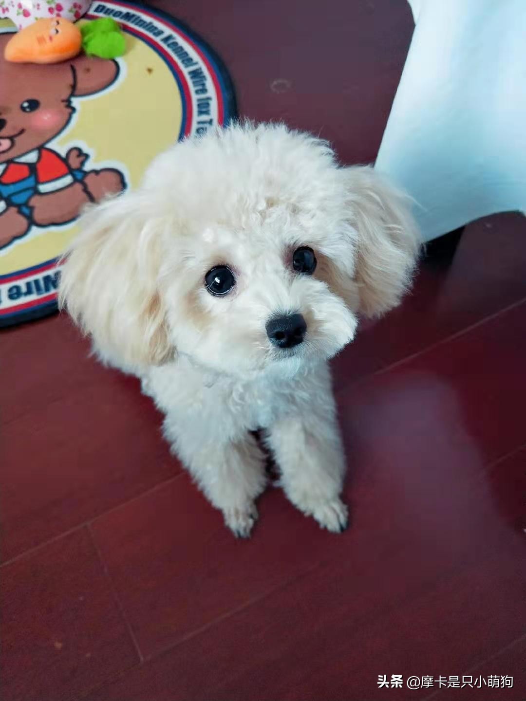 纠正摩卡挑食日记(一)