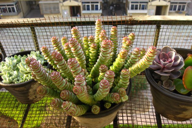 钱串子怎么变白,钱串子越养越干瘪