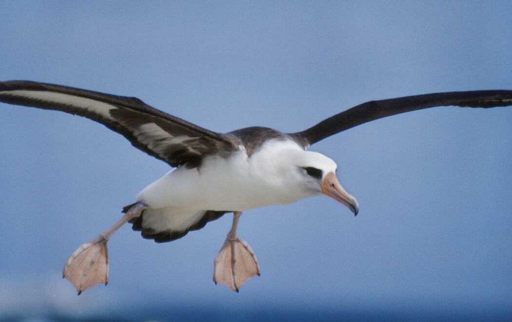 东江揽胜,惠州淡水常见鸟类图谱
