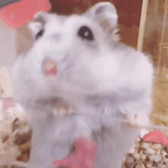 仓鼠妈妈望子成龙，为让宝宝成为吊环王子，不惜从喝奶抓起