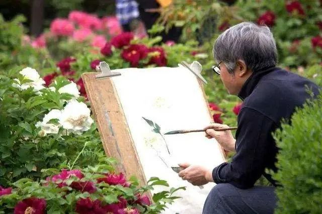 华酝牡丹园紫藤花,华酝牡丹园格桑花