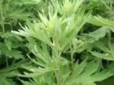 一种野菜治一种病，还能养颜瘦下10斤！为了家人，赶紧收藏！