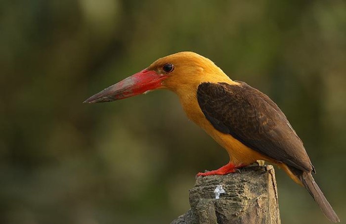 说文解字第212课,说文解字第1163课