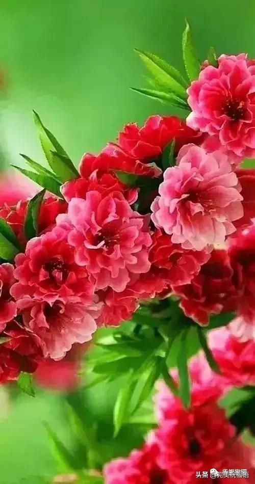 正月初九寓意的吉祥话,正月初九美好的祝福送给有缘的人