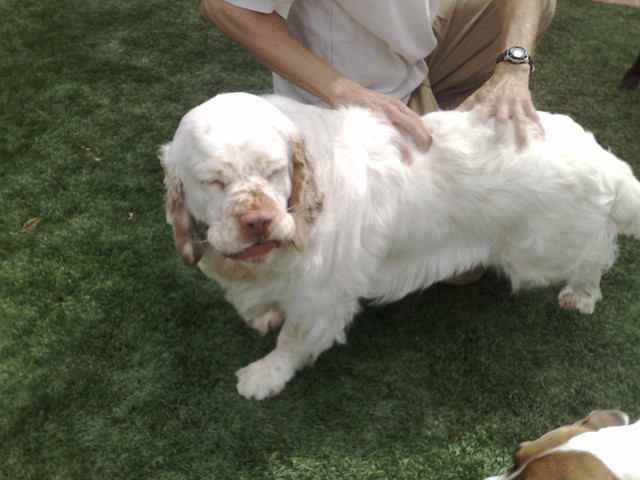 摸狗狗的时候它总爱咬手怎么办,经常抚摸狗狗会让它不咬人吗