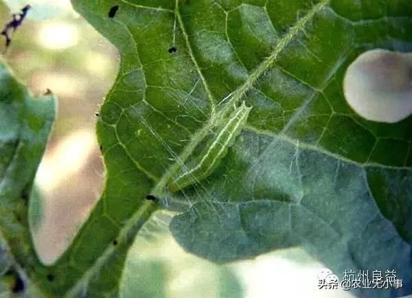 新版西瓜病虫害解决方案,2020西瓜病害视频