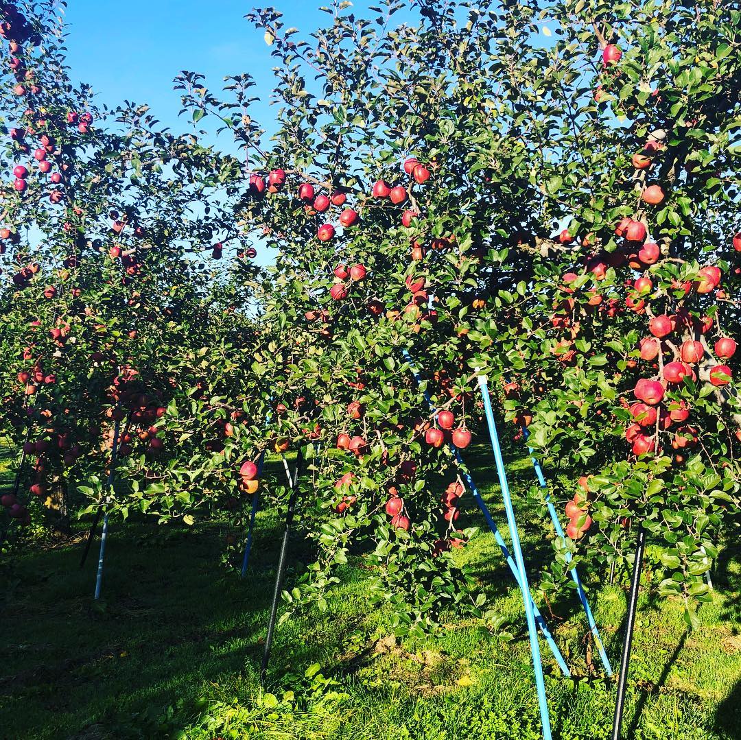 日本青森苹果图片,走进青森苹果园