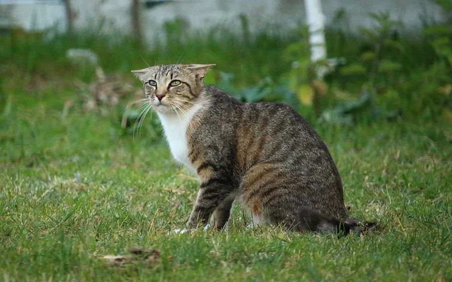 小佩宠物饮水机漏水,小佩饮水机漏电对宠物有害吗