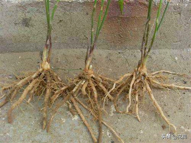 自己种的芦笋吃着就是香,想吃芦笋不用买自己动手就能种