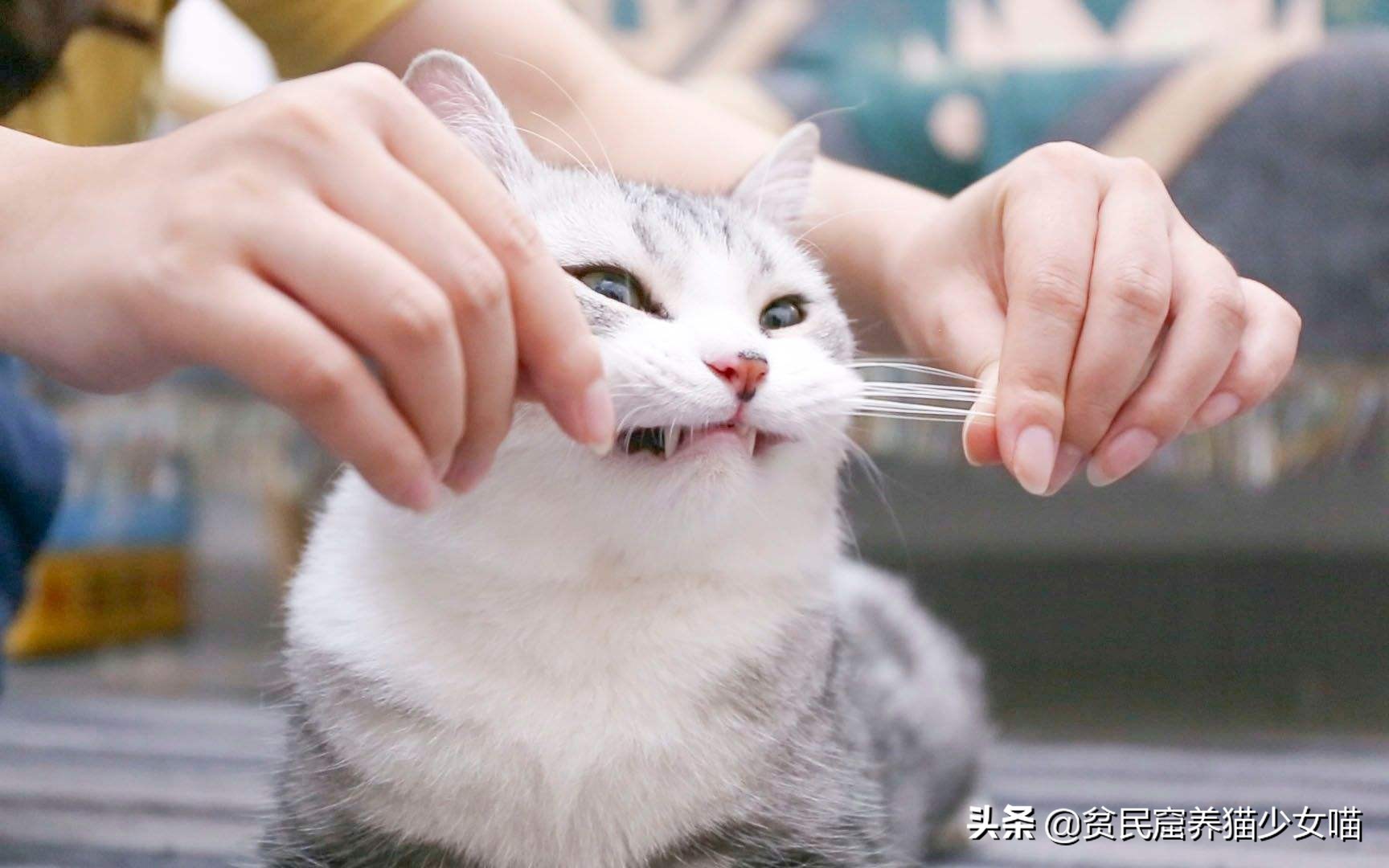 猫为什么会胡子长,辟谣猫弓形虫