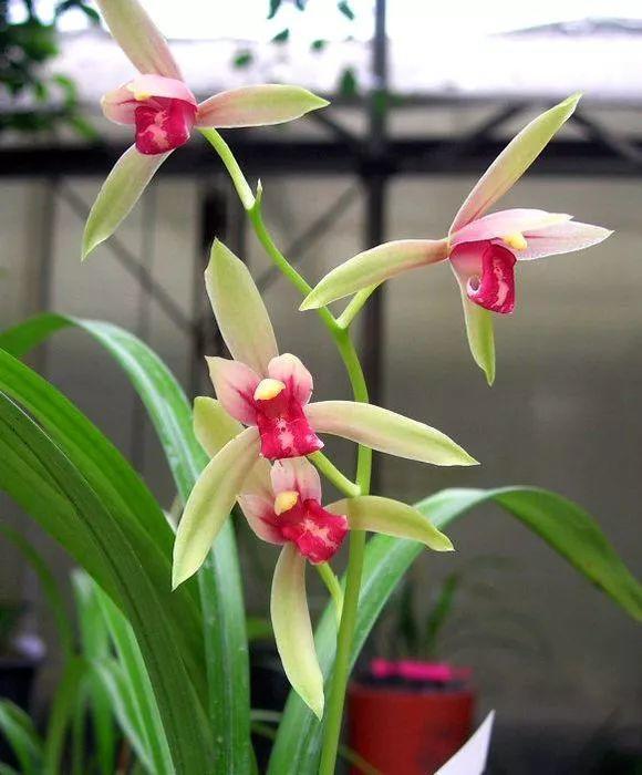 养花也要一种好心态才能养好花,人养花花养人6种花越养越健康