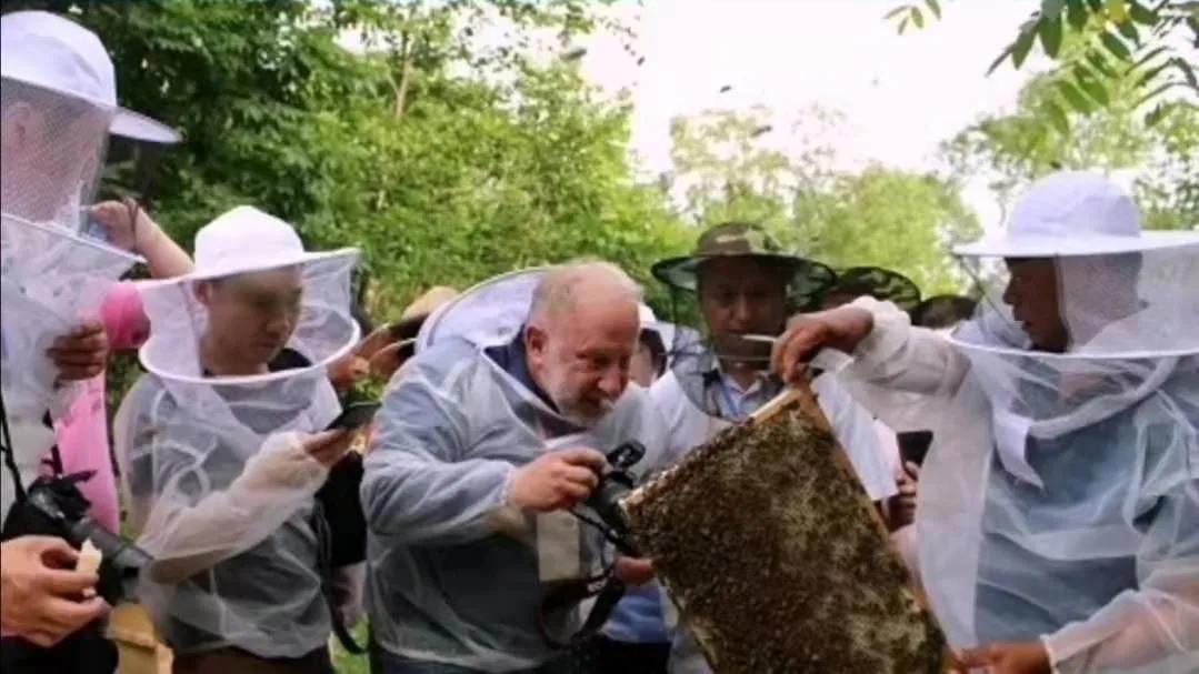 椴树蜜优势,新西兰麦卢卡蜂蜜是真的吗