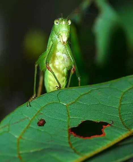 鸣虫界的“小提琴手”——绿*钟金**