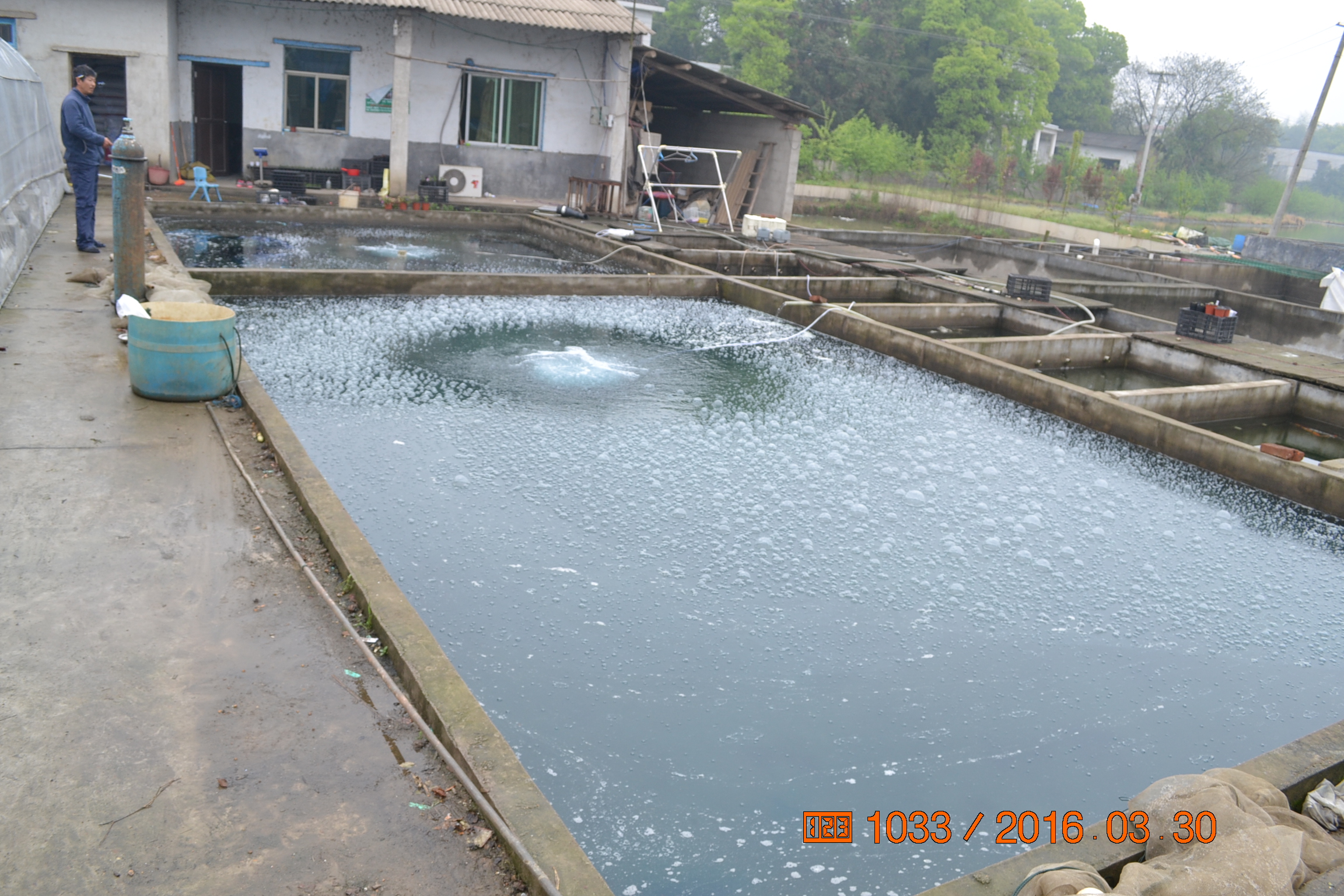 湖南最好的锦鲤养殖基地,湘潭锦鲤养殖