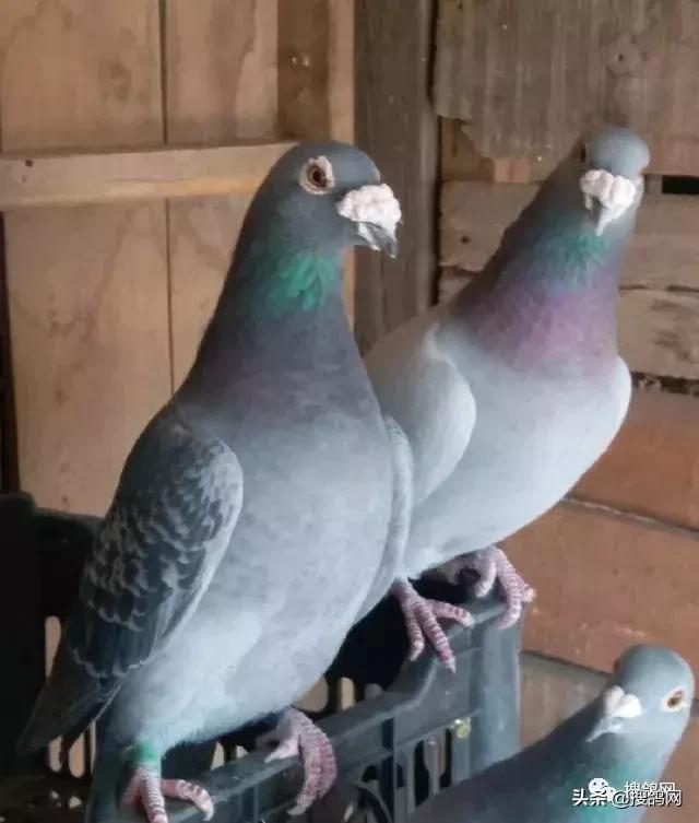 阿莫西林能治单眼伤风吗,巧用人药治单眼伤风