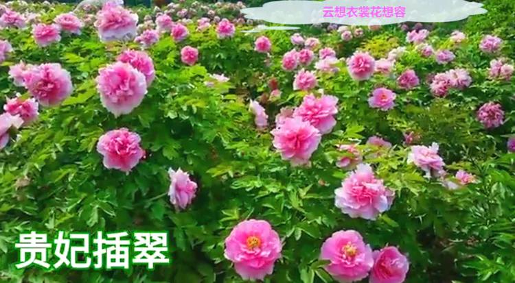 雍容华贵的国之牡丹惊艳了世界,美丽富贵的国花洛阳牡丹