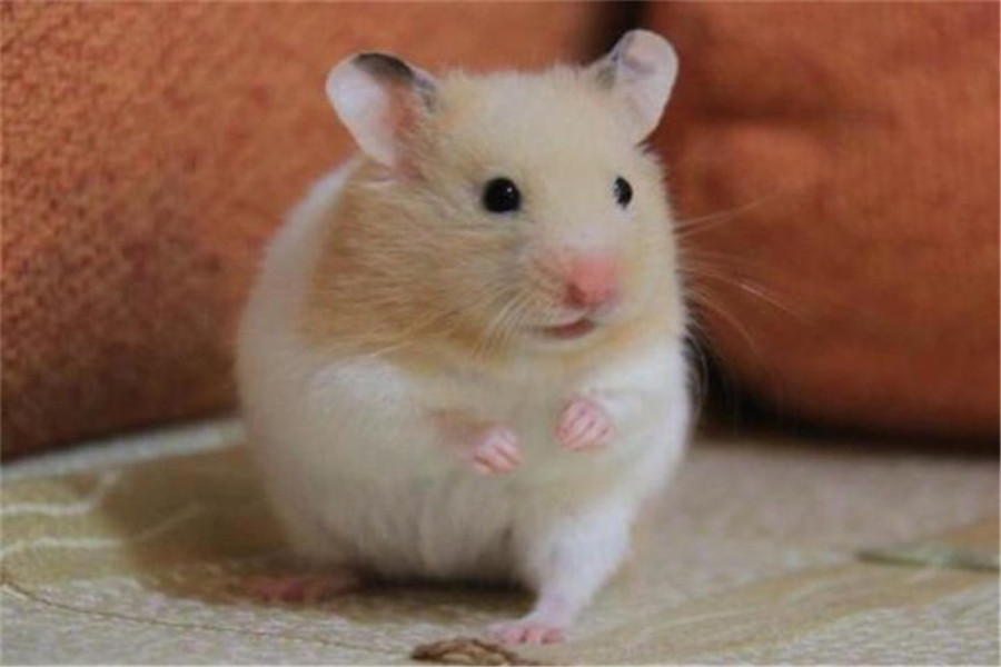 金丝熊养不胖怎么办,金丝熊如何才能养不死