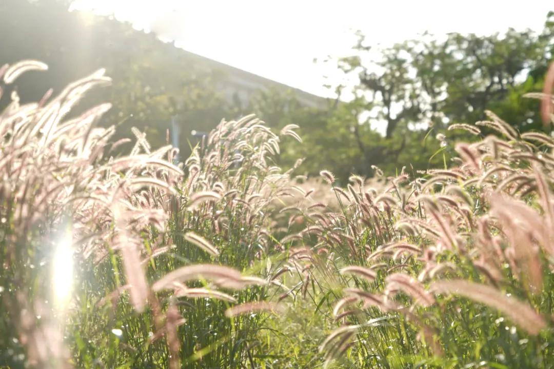 静谧角落香云纱,静谧角落视频