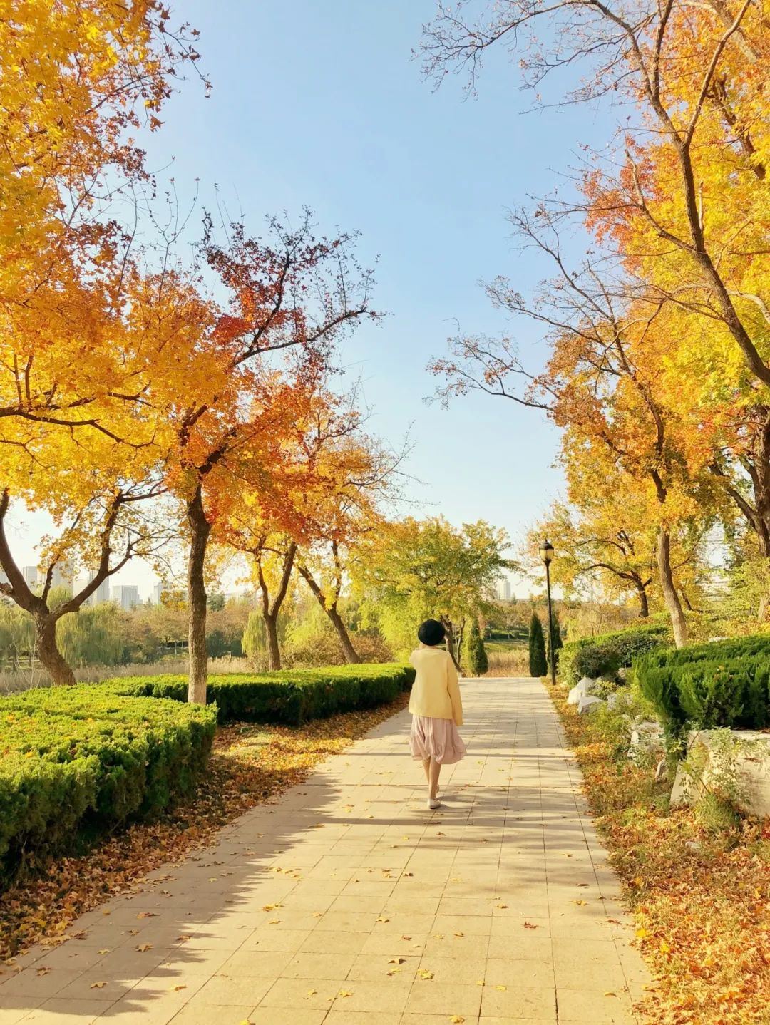 黄了！山东爆火的“银杏林”，千余亩的曼妙绝伦，只等你来！