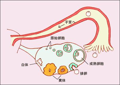 囊胚移植前孕酮多少可以移植,移植前孕酮0.3可以移植吗