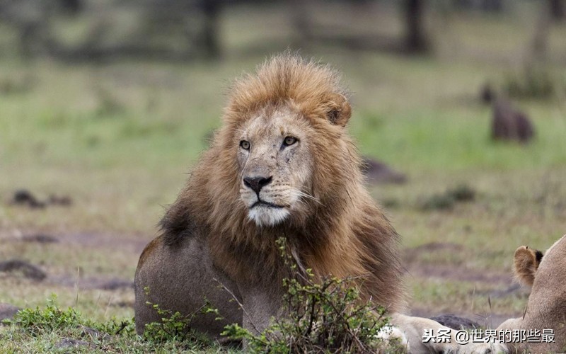 狮子和老虎的智商测试,狮子和老虎的智商谁更高