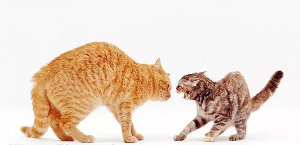 猫咪那些事|繁殖冷知识