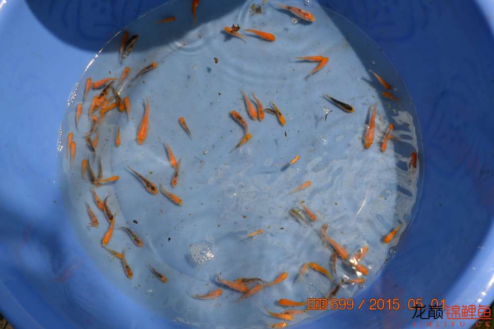 锦鲤苗成长,日本锦鲤水花苗成长